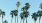 palm trees against a blue sky