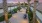 path with palm trees